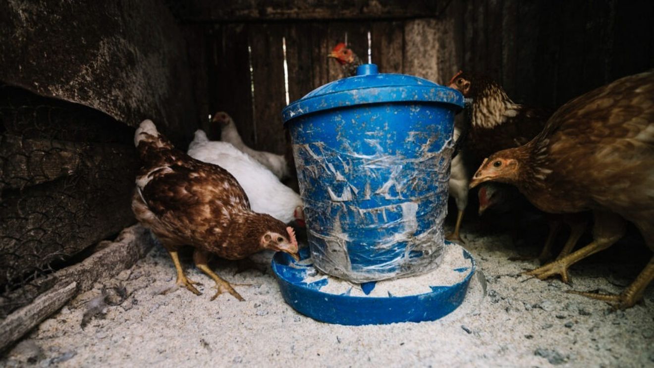 Franţa nu mai este afectată de gripa aviară / Acest lucru ar putea ajuta comerţul ţării, determinând unele ţări importatoare să ridice restricţiile introduse după detectarea focarelor