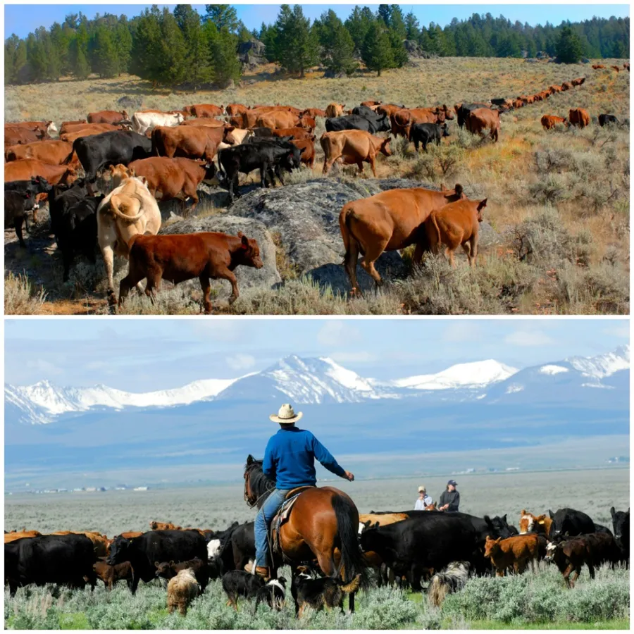 bovine, fermă, poveste de viață