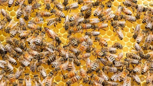 Poșta din Polonia a lansat un serviciu de transport al albinelor vii. Se speră ca el să sprijine sectorul apicol, contribuind la biodiversitate, dar și cifra de afaceri a operatorului național de poștă