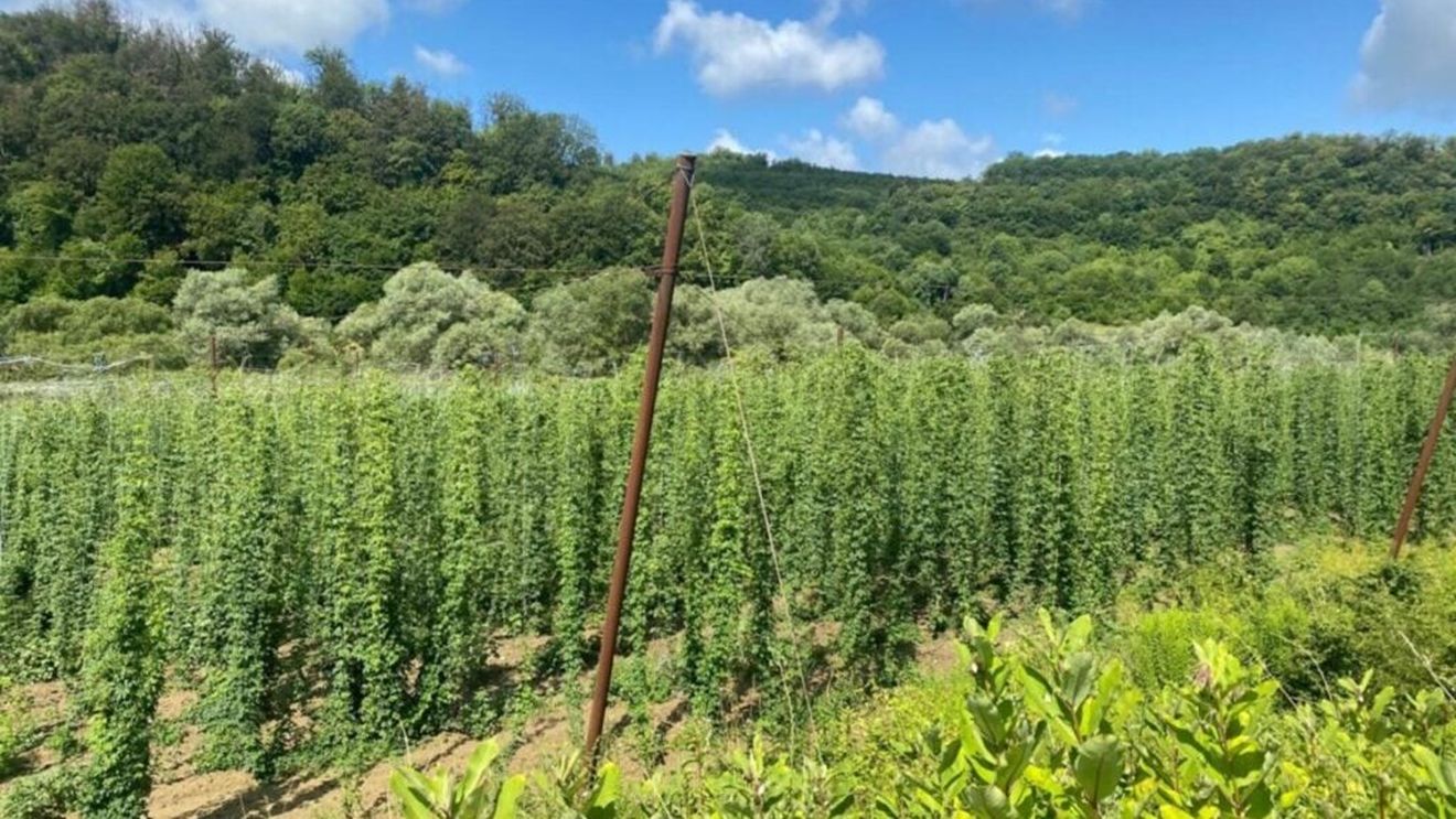 Ultima cultură de hamei din Sibiu / Fermierul din Dumbrăveni care refuză să lase să dispară o cultură cândva întinsă pe 1.000 de hectare