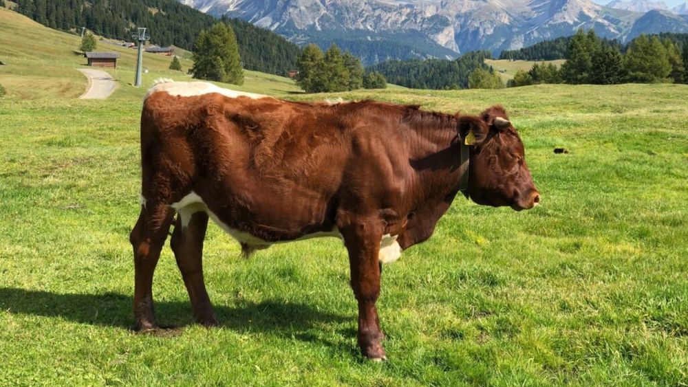 Danemarca va impozita crescătorii de animale pentru gazele cu efect de seră emise de animalele lor. Este prima țară europeană care introduce această taxă