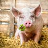 Porcul vietnamez, tot mai popular ca animal de companie. Cât poate ajunge să cântărească