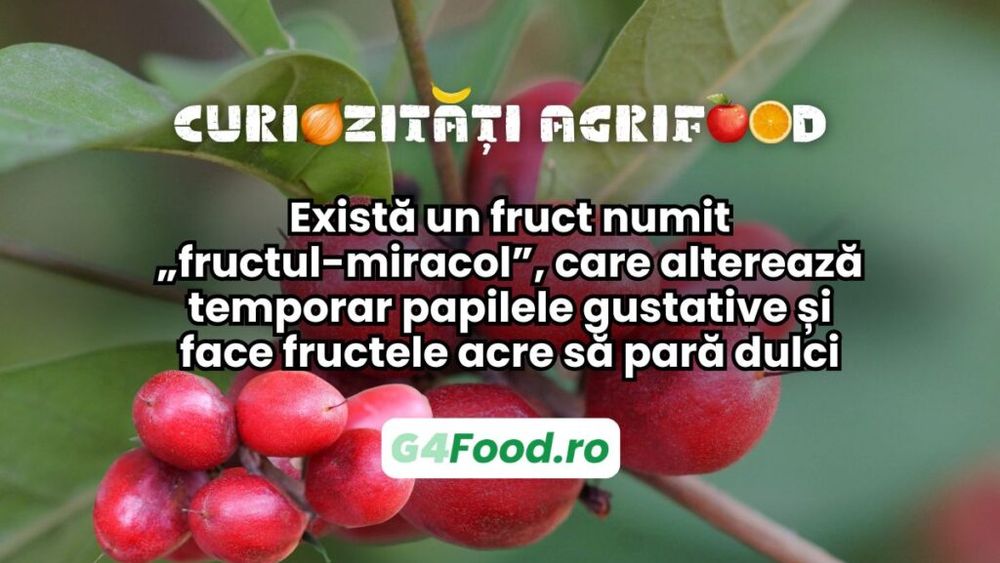 Curiozitate agri-food: există un fruct numit „fructul-miracol”, care alterează temporar papilele gustative și face fructele acre să pară dulci