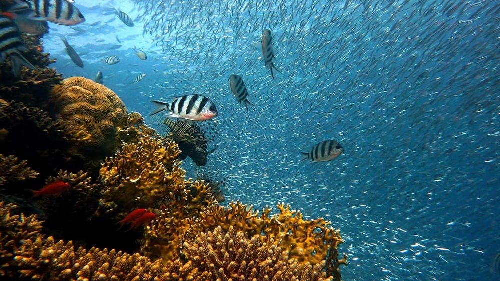 Populaţiile de peşti din Uniunea Europeană dau semne de refacere, dar sunt necesare în continuare eforturi pentru a asigura sustenabilitatea pe termen lung a speciilor-cheie în toate bazinele maritime, arată un raport al Comisiei Europene