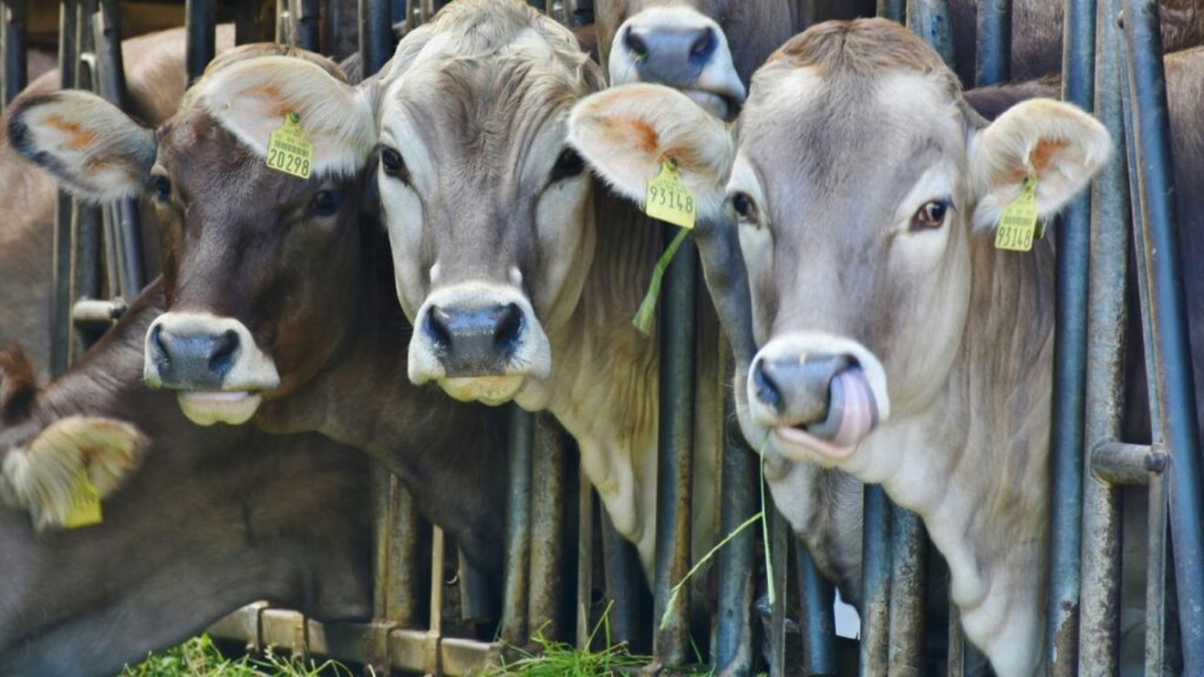 Raport: Banca Mondială îndeamnă guvernele să reducă investițiile în crescătoriile de vite și să intensifice producția de carne albă, legume și fructe, pentru a salva clima