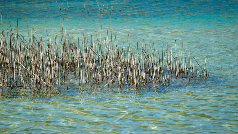 Ferma piscicolă din Botoșani / Producție de 800 de tone anual și cinci proiecte europene implementate