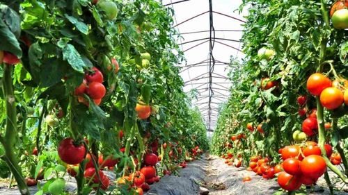 Formula AS: ”legumicultura românească s-a mutat în sere și solarii”