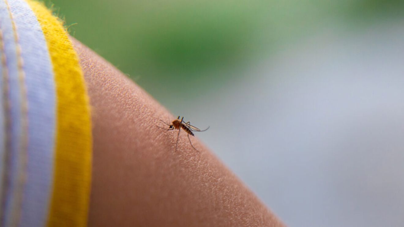 600.000 de țânțari modificați eliberați în grădini din SUA. Metoda ar putea reduce folosirea pesticidelor / Cum funcționează