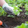 Cele mai ieftine legume pe care le poți cultiva acasă / Unele pot produce recolte surprinzător de mari chiar și în spații mici