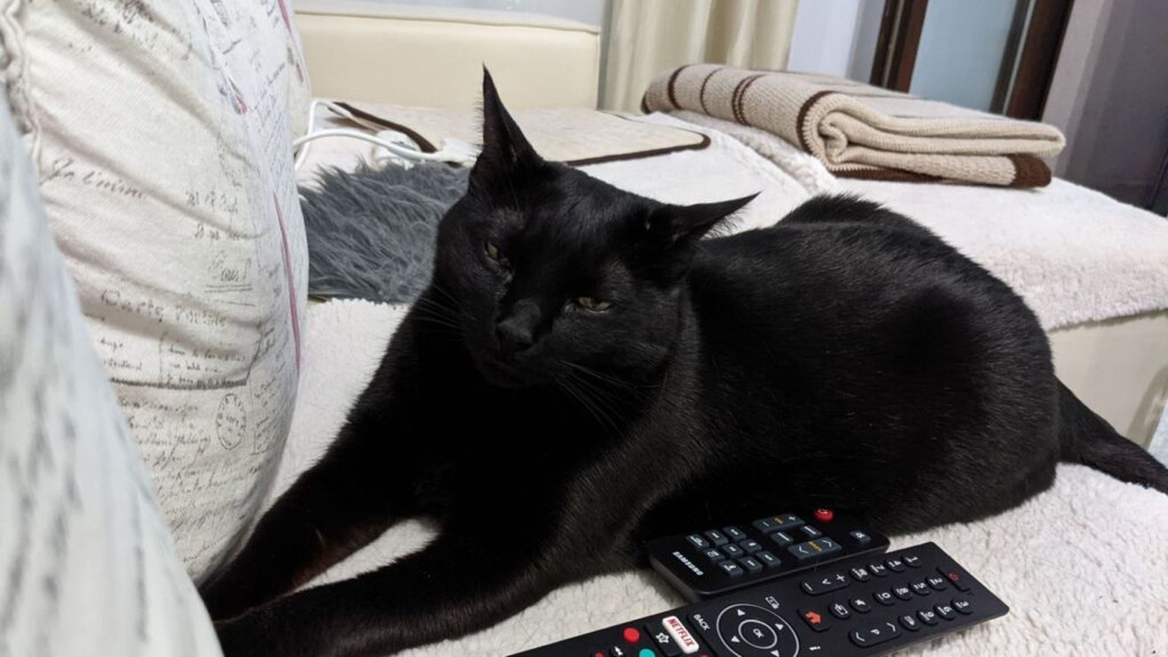 La vârsta de 1 an, pisoiul meu a fost diagnosticat cu insuficiență renală și i s-au dat 3-4 ani de viață, maxim. Acum Pisoc are 12 ani / Iată cum l-am îngrijit și ce mănâncă