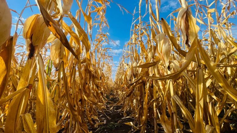 Seceta a compromis total porumbul în Bihor / Fermierii au ajuns să cumpere cereale, pentru a-și plăti arenda/ „Ca să închid anul acesta mi-ar mai trebui 2 milioane de lei, bani pe care nu-i am”