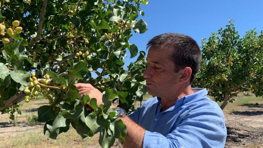 Cum a ajuns un fermier care cultiva sfeclă „Regele fisticului”: „În loc să investești în acțiuni ale unei mari companii energetice, investești într-o plantație”