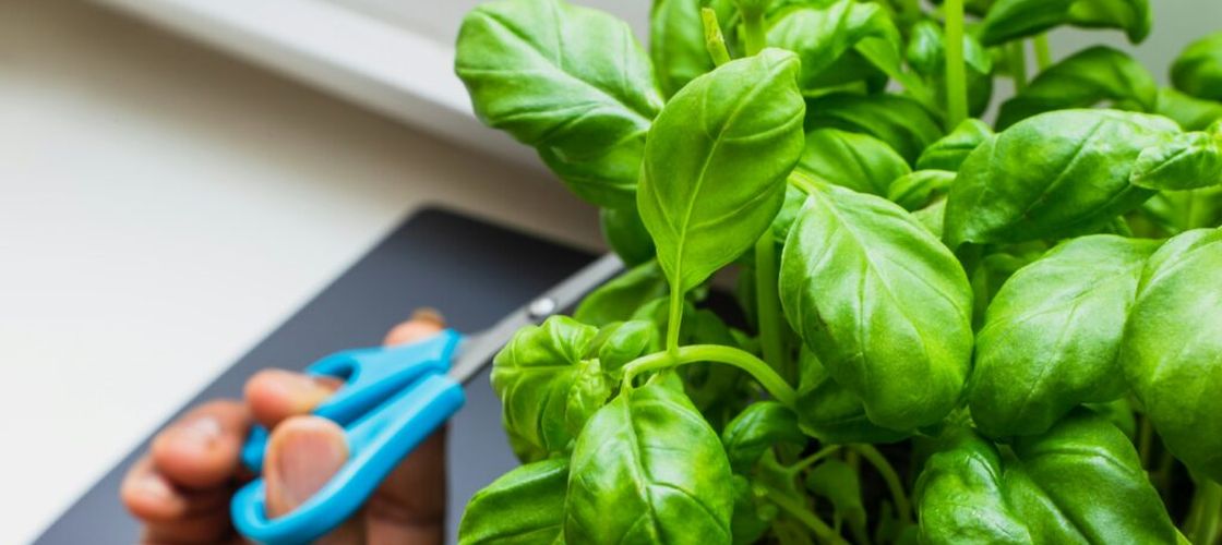 Cum să ai busuioc proaspăt tot timpul, fără să plantezi semințe / Metoda simplă prin care faci plante noi din câteva tulpini, în apă sau în ghiveci