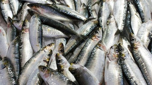 Heringul atlanto-scandian, motiv de nemulțumire pentru trei state europene în relația cu Norvegia / Țara nordică este acuzată că pescuiește peste cota stabilită cu UE și vinde peștele fără taxe pe piața comunitară