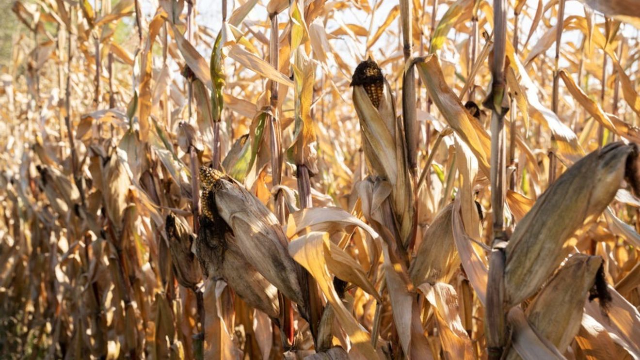 Suprafeţe însemnate cultivate cu porumb, rămase nerecoltate în toamnă, sunt compromise din cauza zăpezii în județul Alba
