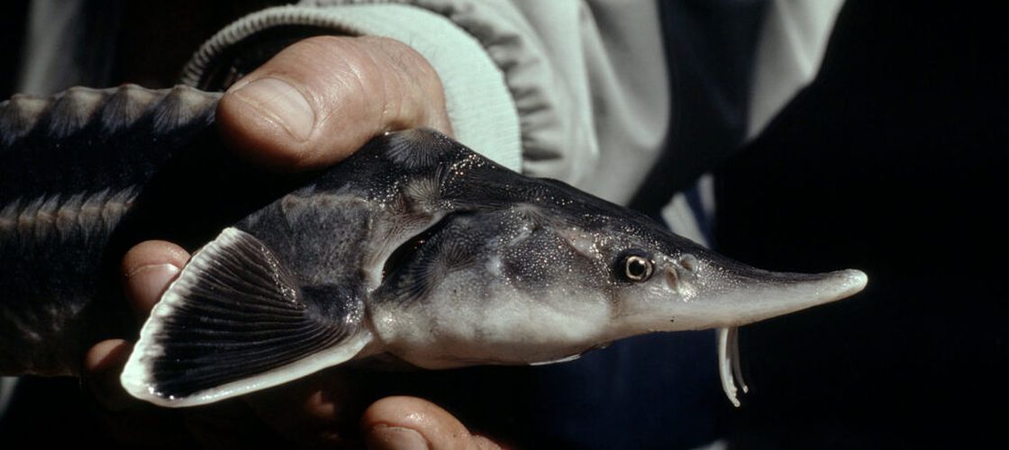 FOTO | Raport WWF: Peste 3.300 de sturioni au fost afectați de braconaj și trafic ilegal în ultimul deceniu. România, în topul cazurilor documentate