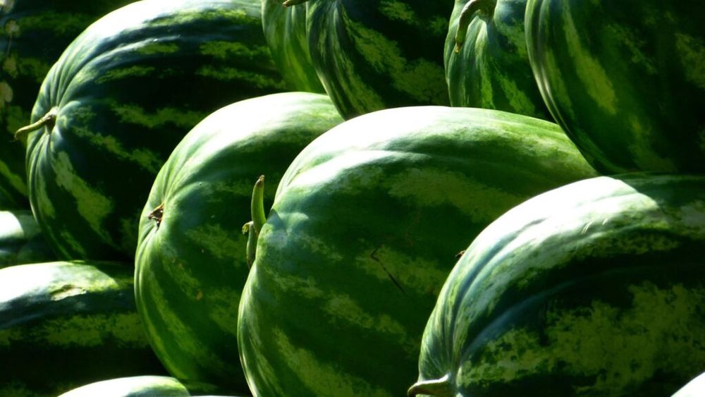 Schimbările climatice din această toamnă prelungesc sezonul pepenilor, în vestul României / Alături de nuci, mere și gutui, pepenii își fac loc pe tarabele din piețe, chiar și în luna octombrie