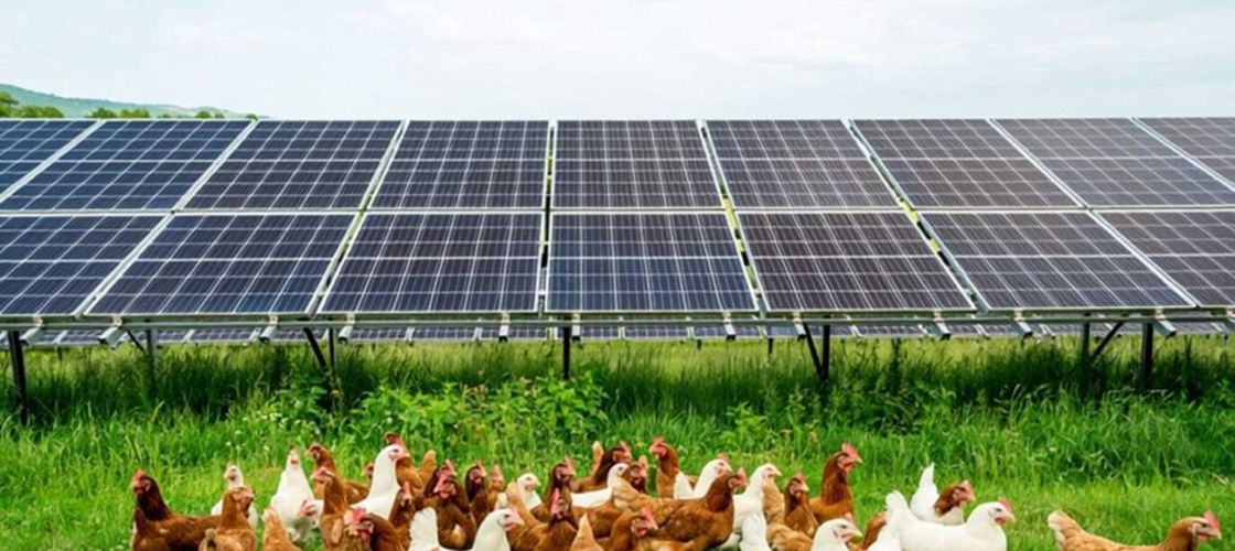 Model nou în fermele bio: Găini crescute sub panouri fotovoltaice, într-un sistem de „dublă utilizare” a terenului