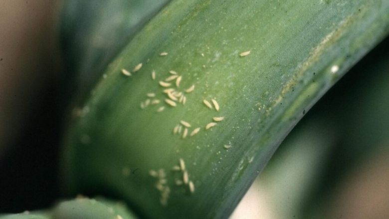 Șase dăunători care pot distruge grădina de legume la începutul verii / Semnele care ar trebui să te pună în alertă