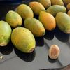 Nuca de betel, primul drog consumat încă din Epoca de Gheață / Descoperirea arată că substanțele psihoactive erau consumate cu mii de ani în urmă