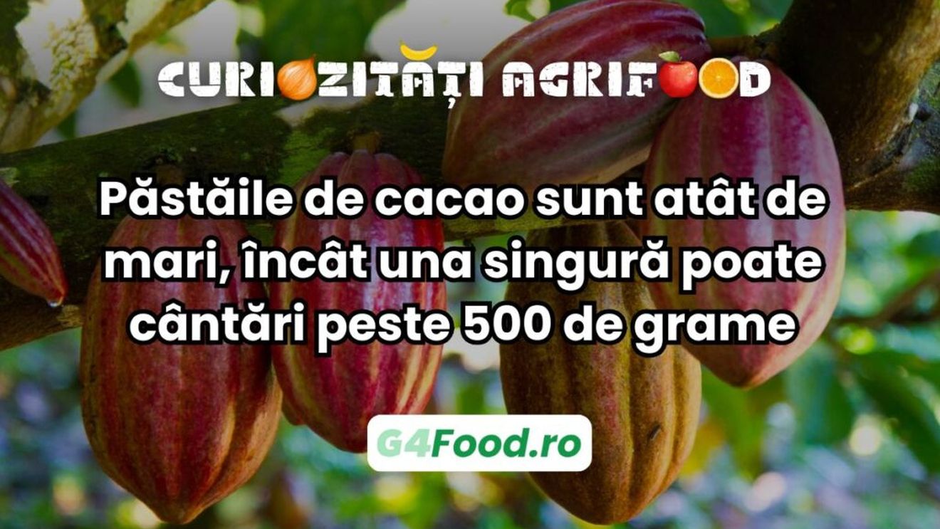 Curiozitate agri-food: Păstăile de cacao sunt atât de mari, încât una singură poate cântări peste 500 de grame