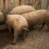 Ajutor de minimis pentru crescătorii de porci Bazna și Mangalița / Statul propune un sprijin de 2.300 de lei pentru fiecare scroafă de reproducție