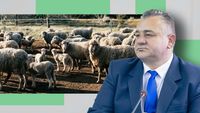 Va fi mielul de pe masa de Paște mai scump decât anul trecut? Horia Moruţan (președinte Asociația Crescătorilor de Ovine, Alba): Așa ar fi logic, dar nu cred. Degeaba crești prețul dacă nu are cum plăti cumpărătorul
