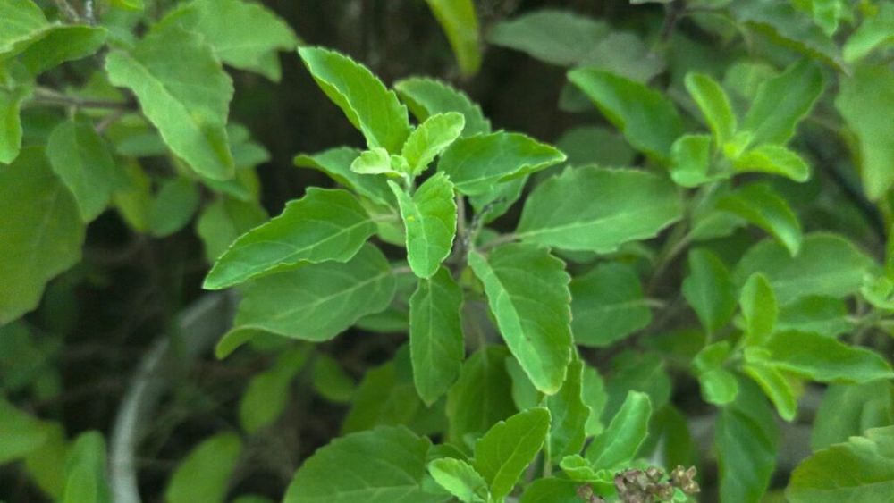 Busuiocul sfânt sau tulsi, așa cum este numit de indieni. O plantă ușor de cultivat, care poate ajuta, printre altele, la buna dispoziție