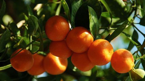 Coaja de portocală, un superaliment nevalorificat / Conține nutrienți, fibre și antioxidanți cu beneficii surprinzătoare pentru sănătate