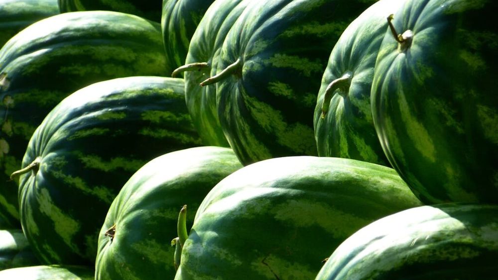 Pepeni cu gust de ananas și miez galben, soiuri exotice cultivate deja în România / Fermier: „Miezul e cu mult zahăr, sâmburii sunt puțini”