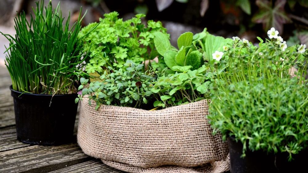 Dincolo de mărar, pătrunjel, leuștean și țelină. Ce plante aromatice putem cultiva în grădină sau chiar pe balcon sau pe pervaz. La ce tipuri de preparat folosește fiecare