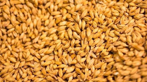 Beneficiile pentru sănătate ale consumului de orz, „hrana gladiatorilor”