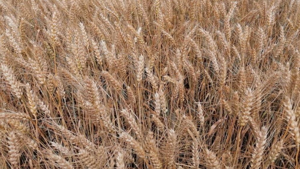 România a exportat cea mai mare cantitate de grâu și de orz,  în prima lună a anului comercial 2023 - 2024