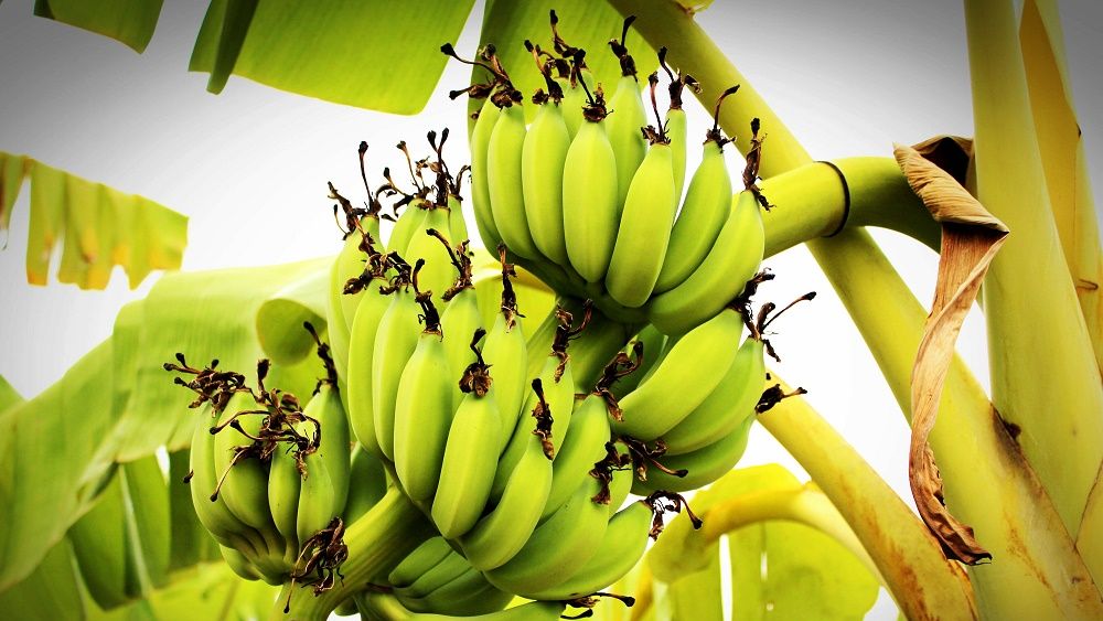 Piața bananelor: europenii au crescut consumul cu peste un milion de tone în ultimii zece ani