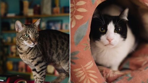 Miau Cafe se redeschide în Capitală. Prima cafenea cu pisici din România s-a mutat într-un spațiu nou, mai luminos, unde poveștile de adopție continuă: „Am avut mare noroc” (FOTO)