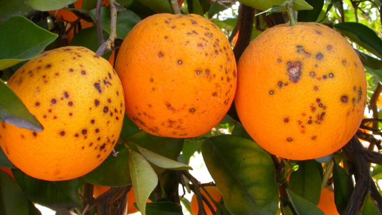 Legume și fructe afectate de boli provenite din spațiul Mercosur și din Africa: UE a interceptat, în iulie, 26 de boli și dăunători în citrice