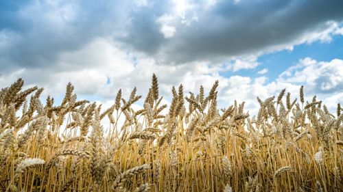 Arad: Coacerea grâului este întârziată pe fondul temperaturilor scăzute, dar nu va fi afectată producţia