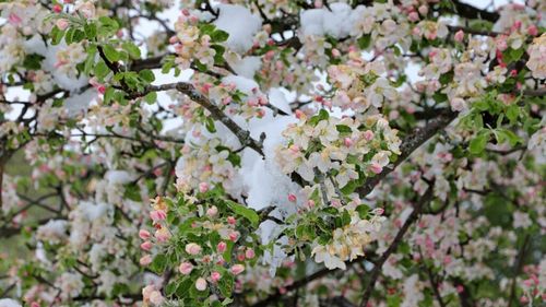 Comisia Europeană acordă 50 de milioane de euro sprijin de urgență fermierilor din șase țări afectate de îngheț și furtuni / România primește 11,5 milioane de euro