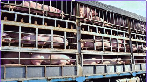 Un camion cu 200 de porci vii s-a răsturnat, în zona localităţii Topa Mică din judeţul Cluj/ Pompierii intervin cu o autospecială de descarcerare