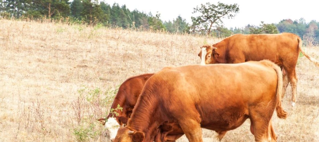 Le Figaro: Canicula din Franța pune presiune pe agricultură: ministrul Agriculturii îi convoacă pe crescători pentru evaluarea pagubelor