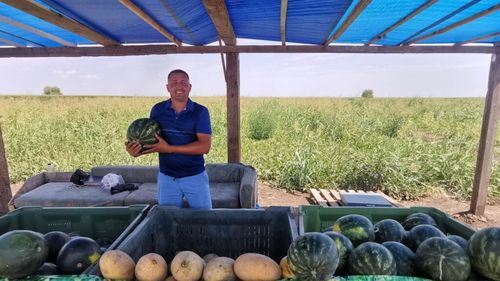 Festivalul Lubeniţei de la Gottlob, singura manifestare de acest fel din vestul României, devansat din cauza condițiilor climatice. „Riscam să facem festivalul fără lubeniță”