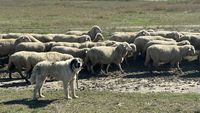 Patru focare de variolă ovină și caprină, confirmate în Tulcea. Peste 100 de veterinari verifică efectivele din județ