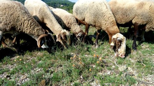 România urcă în clasamentul UE la numărul de oi și capre, dar pierde teren la bovine și păsări, arată datele Institutului Național de Statistică