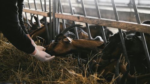 Formarea medicilor veterinari din Uniunea Europeană necesită noi cunoștințe și competențe, referitoare la nevoile psihologice ale animalelor și la tehnologiile digitale / Statele membre, obligate să se conformeze până la 10 aprilie 2027