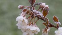 Cireșii și alți pomi înfloriți, afectați de îngheț în Maramureș: temperaturi de minus 13 grade în Munții Rodnei