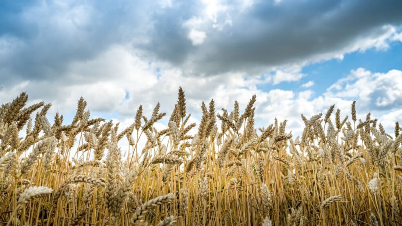 România, producție agricolă solidă în 2024 / Aproape 18 milioane de tone de cereale / Grâul și porumbul rămân în topul culturilor, iar legumele și cartofii, sub pragul a 3 milioane de tone cumulat