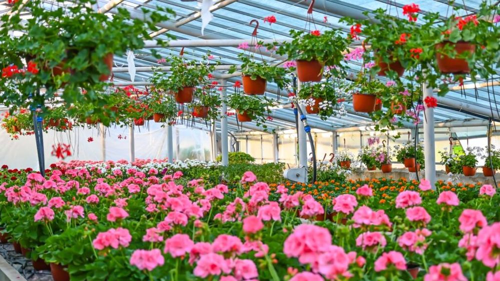 De la „părădăici” la petunii: cum au ajuns florile să înlocuiască roșiile în solariile din Curtici. Un nou festival marchează schimbarea