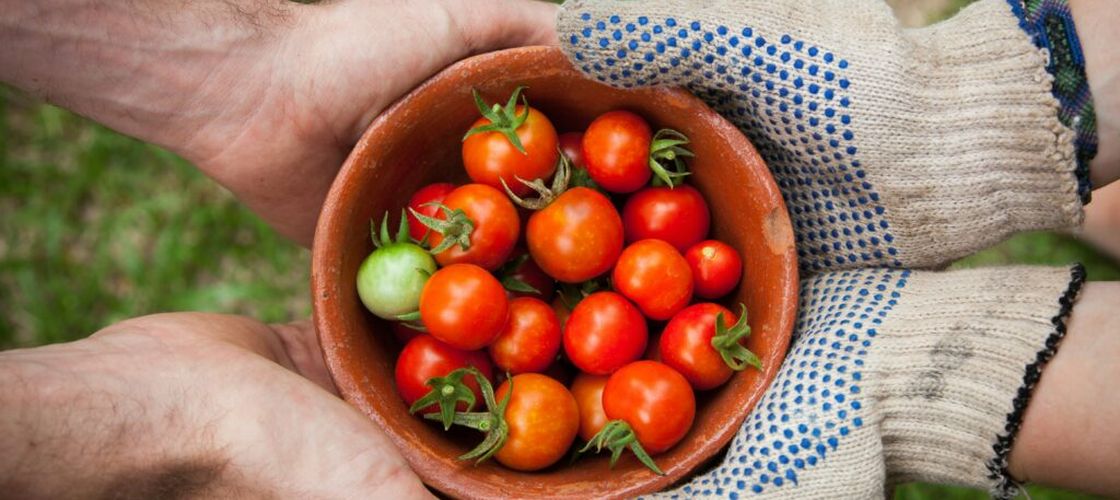 Cum păstrezi corect roșiile cherry / Un specialist în știința alimentelor explică de ce frigiderul nu este întotdeauna cea mai bună alegere