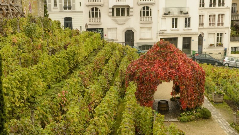 Podgoria secretă din Franța. Nu e nici în Bordeaux și nici în Burgundia. Este chiar în mijlocul Parisului, în faimosul cartier Montmartre / Vinul este vândut în principal la licitație, iar banii sunt folosiți în scopuri caritabile