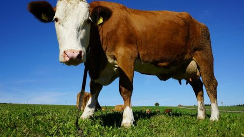 Observatorul pieței europene a laptelui a împlinit 10 ani de la lansare / Lactatele ocupă locul doi în exporturile agroalimentare ale Uniunii Europene